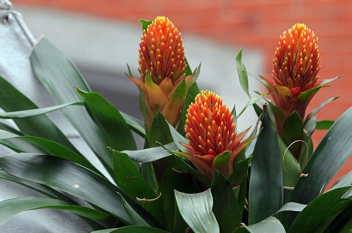 鳳梨花修剪技巧