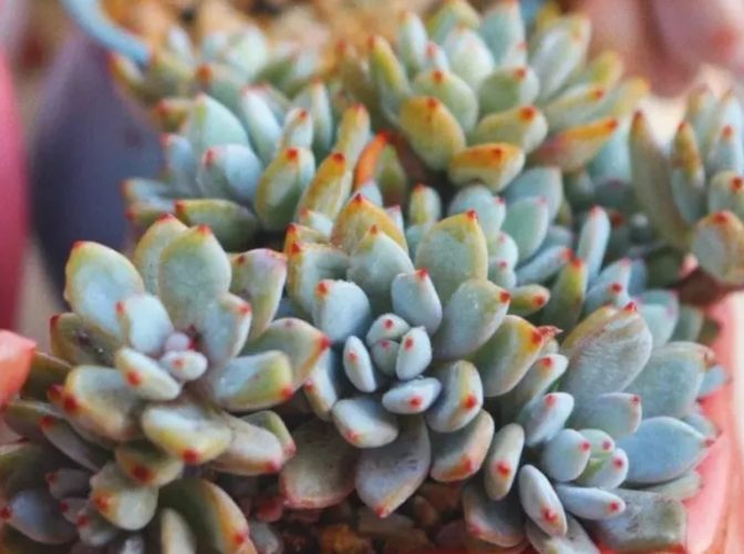 多肉植物冬季養護