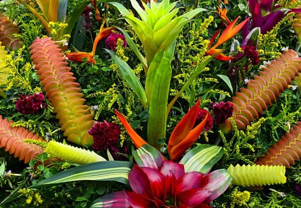 鳳梨花開花時間