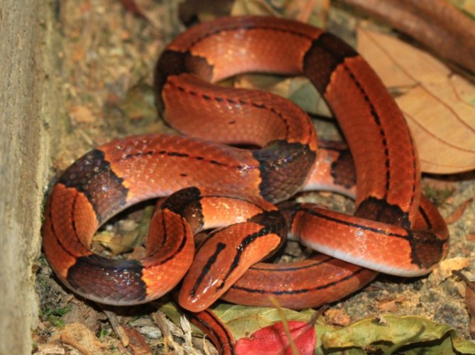 紅色蛇 夢境 解析