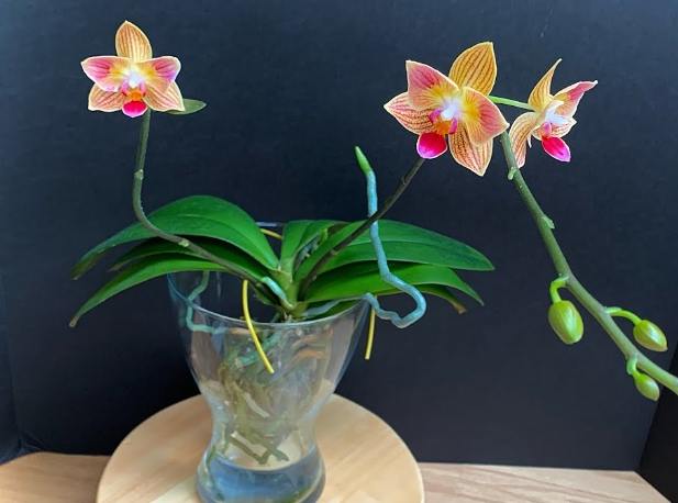 蝴蝶蘭水培方法