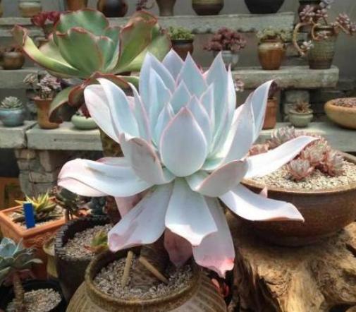 多肉冬天澆水頻率