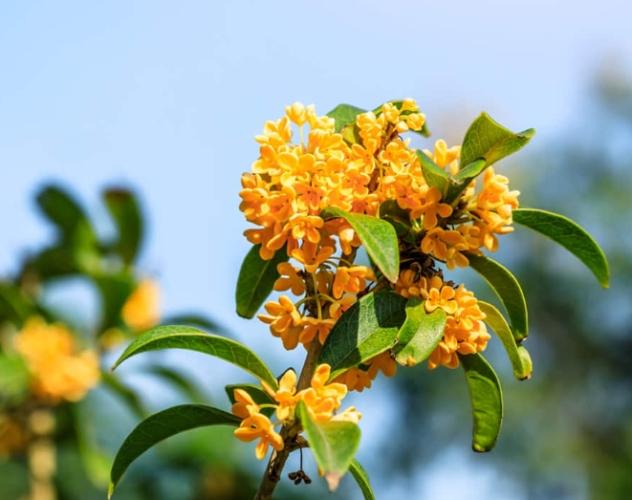 桂花病蟲害防治 桂花病蟲害防治