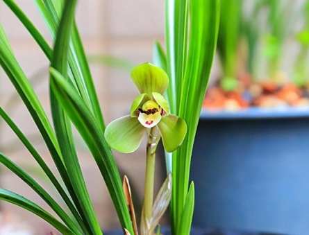 蝴蝶蘭葉子變黃