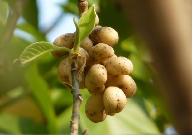 玉蘭花果實種植
