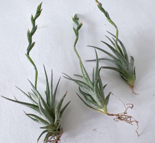 空氣鳳梨松蘿品種