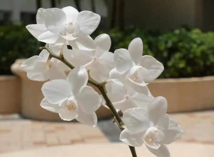 蘭花澆太多水處理