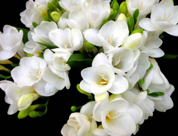 白色小蒼蘭象徵