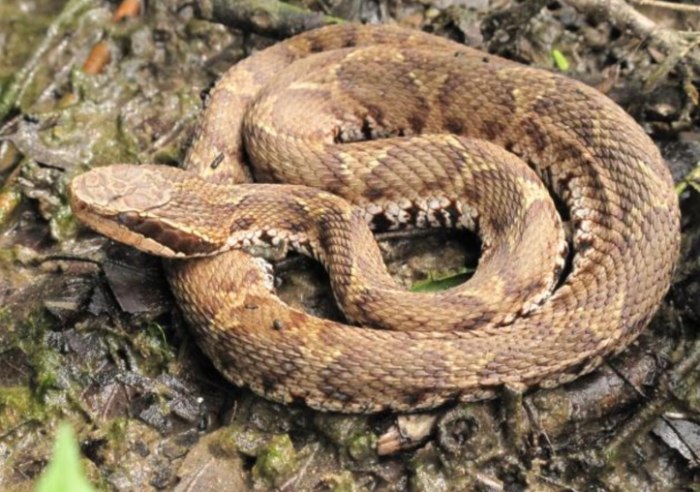 夢到很多蛇在路上解夢