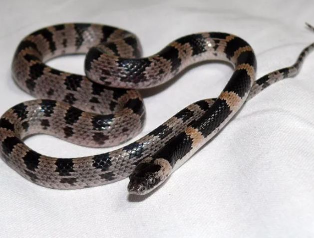 夢見多頭蛇含義