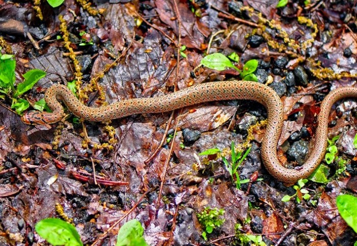 夢到很多蛇在路上解夢