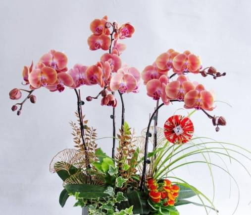 蝴蝶蘭葉子變黃