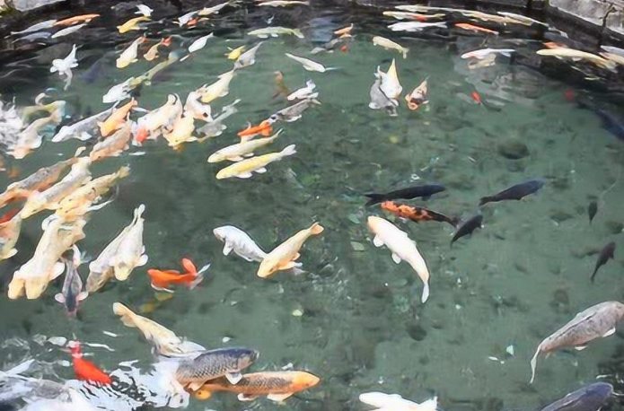 魚在空中游夢境解析