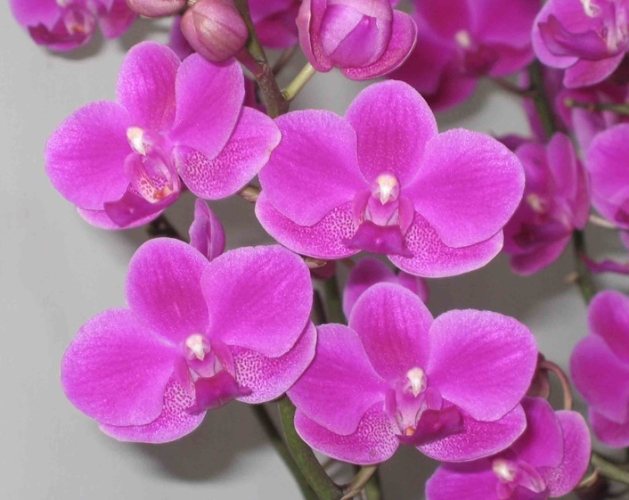 台灣蘭花栽培方法