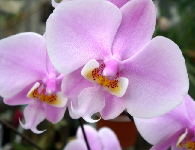 蝴蝶蘭開花技巧