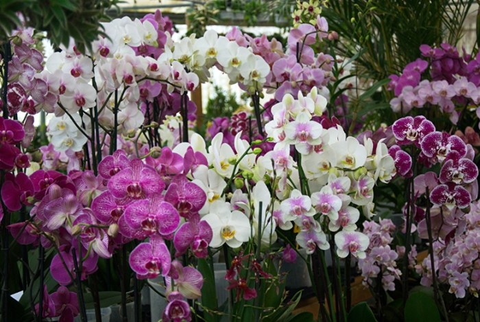 蝴蝶蘭繁殖方法 蝴蝶蘭繁殖方法