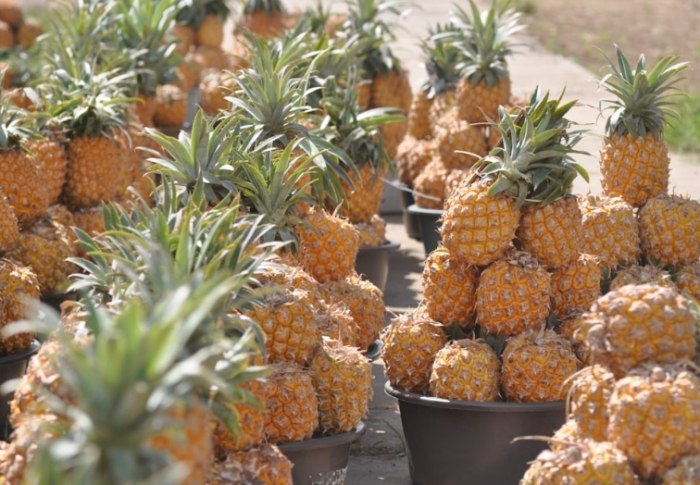 鳳梨花照顧方法