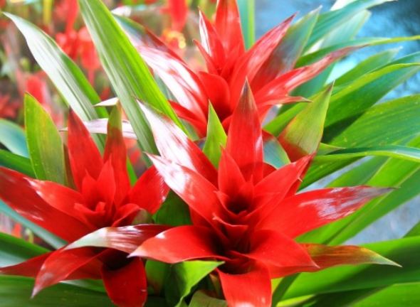 鳳梨花怎麼繁殖