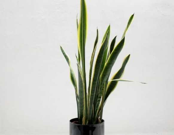 拖鞋蘭養護技巧