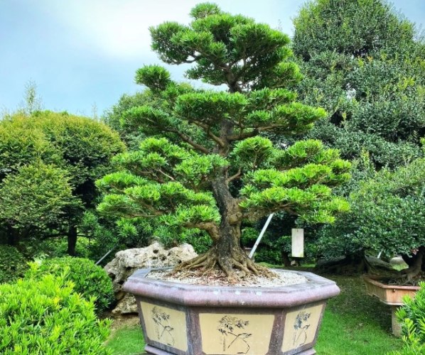 羅漢松造型技巧