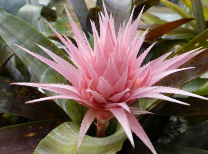 鳳梨花修剪技巧