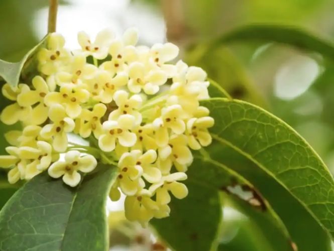 桂花病蟲害防治 桂花病蟲害防治