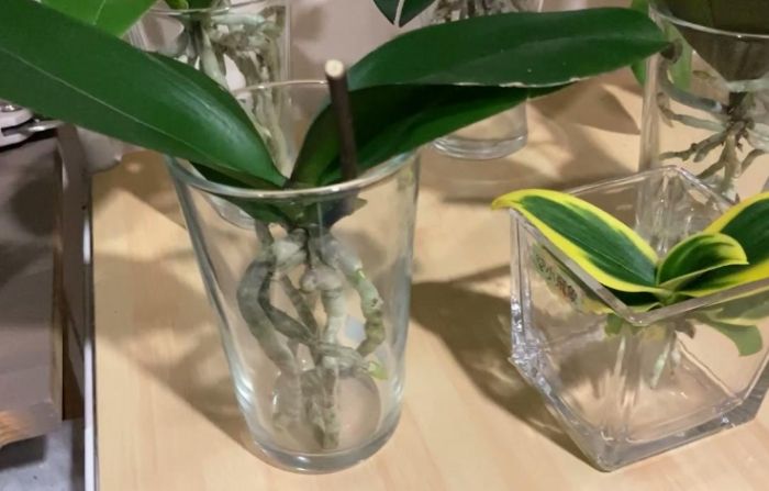 水培蘭花教學
