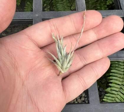 松蘿空氣鳳梨養護