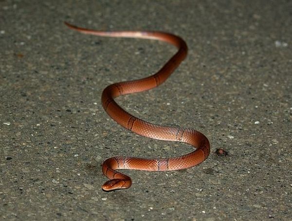 夢見紅色的蛇 意義