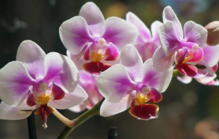 蘭花澆太多水處理