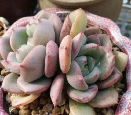 冬天多肉澆水時間