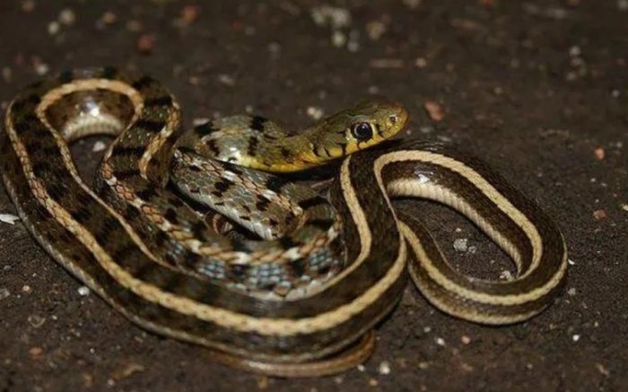 夢見蛇在路上含義