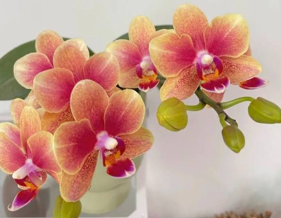 蝴蝶蘭品種介紹