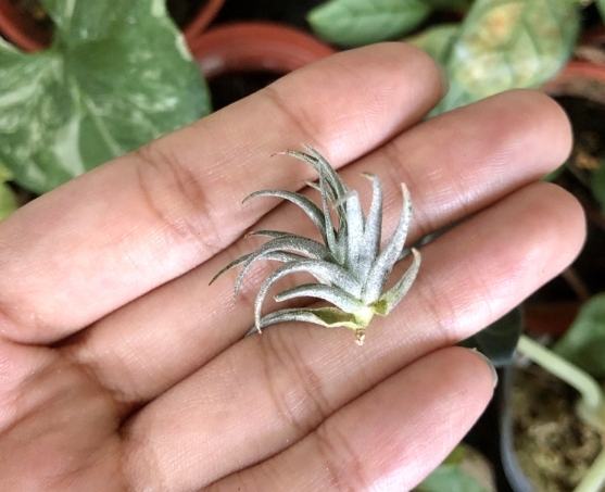 松蘿空氣鳳梨養護