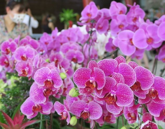 蘭花根部發黃 蘭花根部發黃