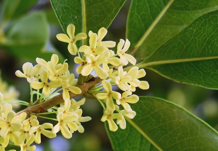 桂花盆栽照顧 桂花盆栽照顧