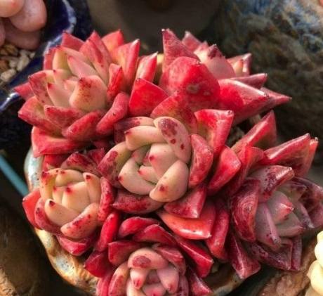 冬天多肉澆水時間