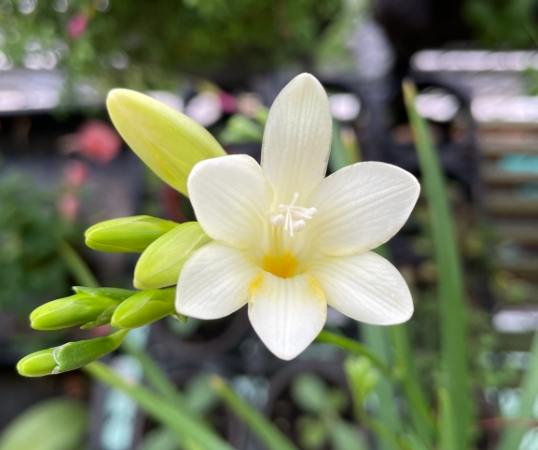 黃色小蒼蘭種植