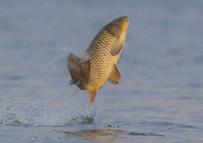 魚跳出水面解夢