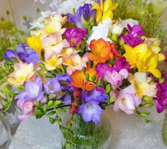 小蒼蘭養護技巧