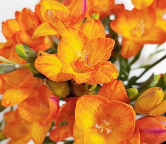 小蒼蘭開花時間