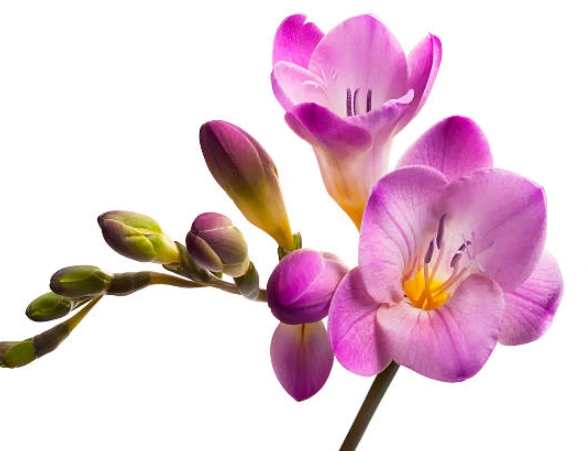 小蒼蘭送禮寓意