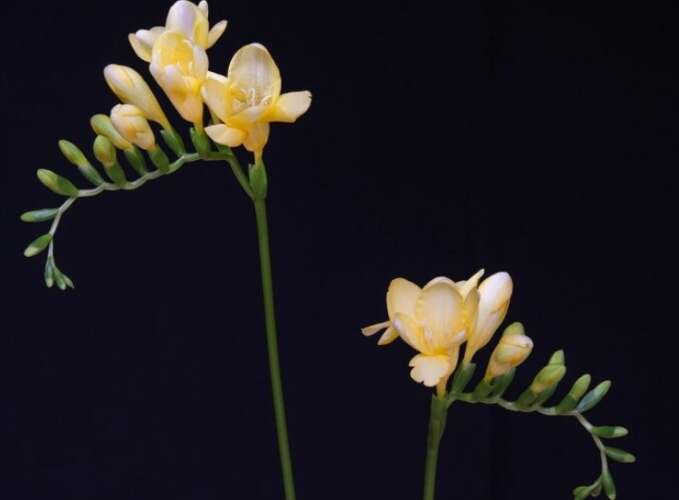 白色小蒼蘭象徵