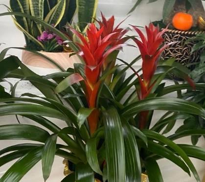 鳳梨花開花時間