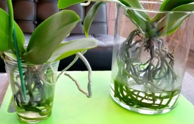 水培蘭花換水頻率 水培蘭花換水頻率