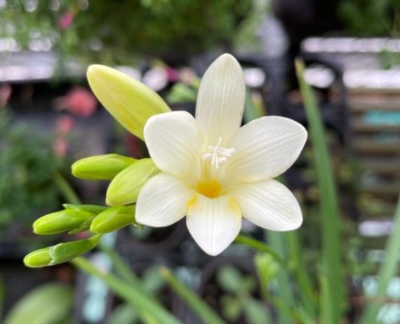 小蒼蘭養護技巧