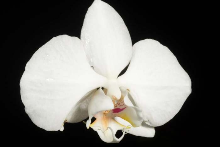 台灣蘭花栽培方法