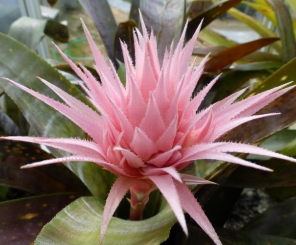 鳳梨花繁殖方法