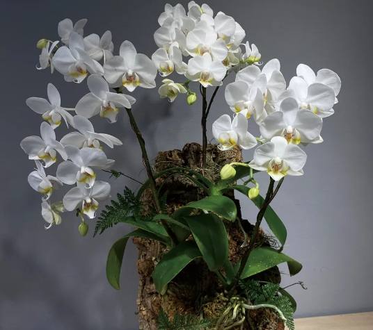 養蘭花三少一多