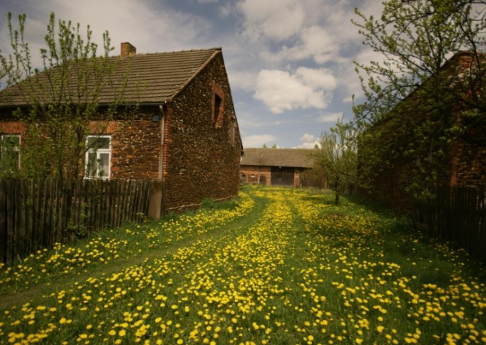 拖鞋蘭澆水頻率